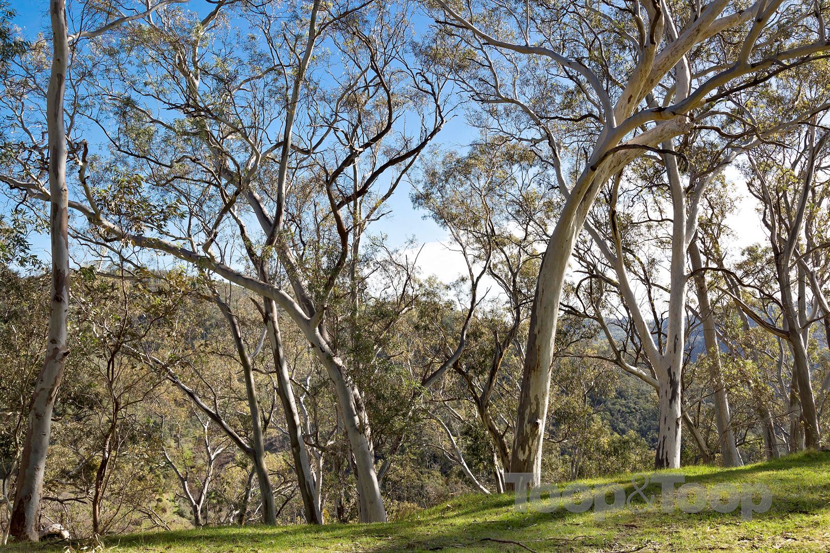 10 Valley Road, Montacute SA 5134, Montacute - Thumbnail 6