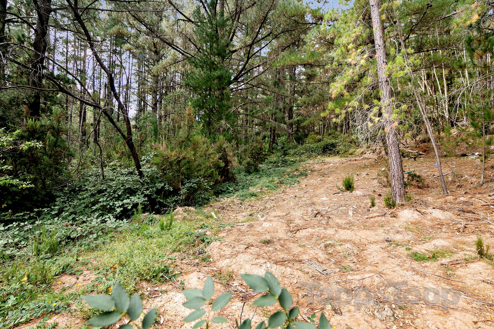 123 Ilunga Drive, Scott Creek SA 5153, Scott Creek - Thumbnail 3