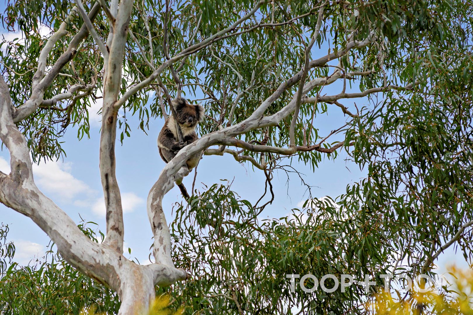 4 Vista Avenue, Skye SA 5072, Skye - Thumbnail 2