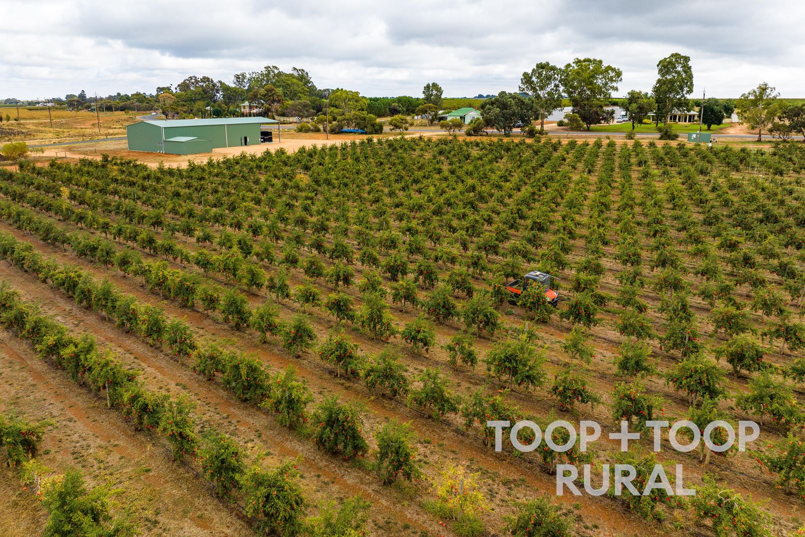 402 & 500 Balfour Ogilvy Avenue, Loxton North SA 5333, Loxton North - Thumbnail 3