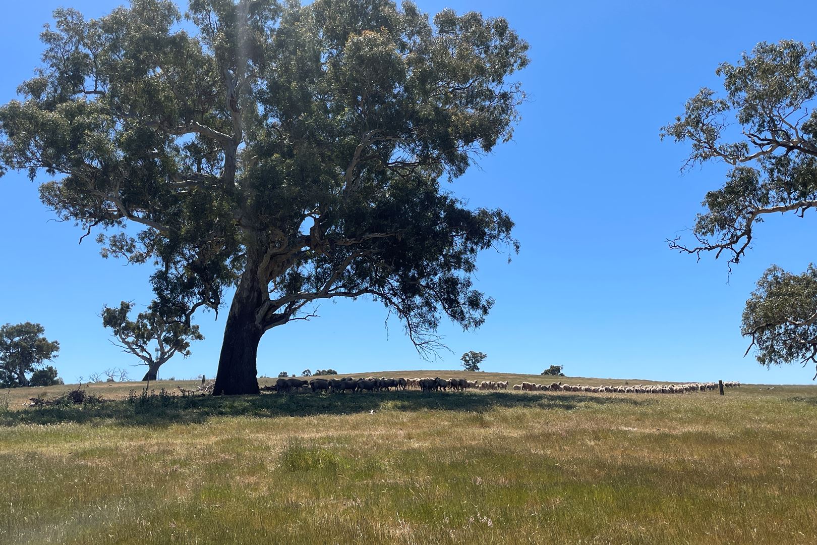 Lot 21 / 201 Mcgormans Road, Mount Pleasant SA 5235, Mount Pleasant - Thumbnail 5