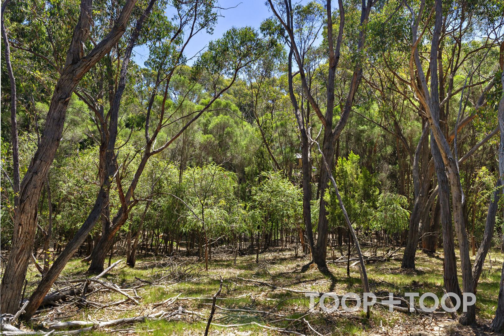 17 Conrad Road,, Longwood SA 5153, Longwood - Thumbnail 6